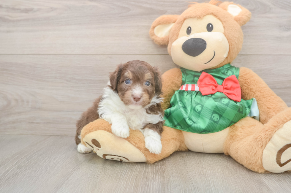 5 week old Mini Aussiedoodle Puppy For Sale - Premier Pups