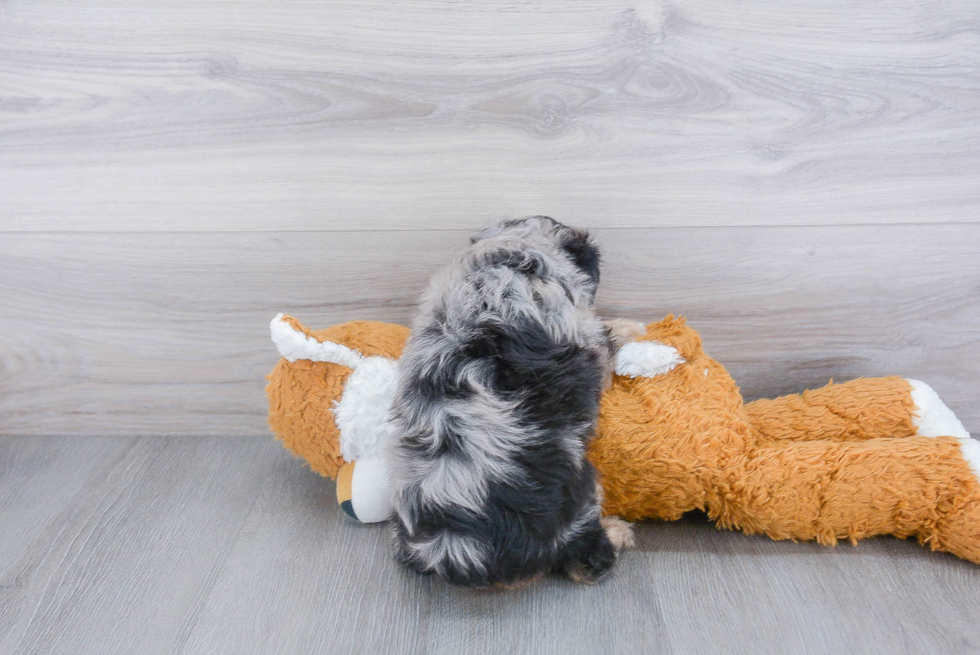 Mini Aussiedoodle Pup Being Cute