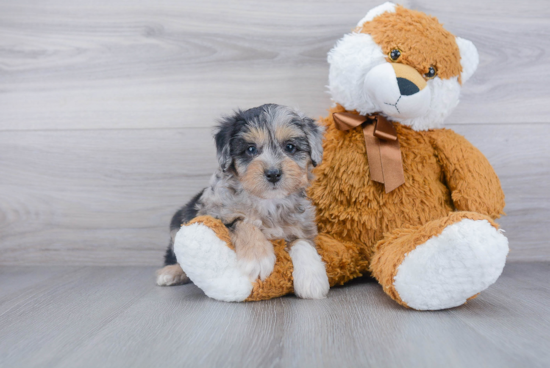 Hypoallergenic Aussiepoo Poodle Mix Puppy