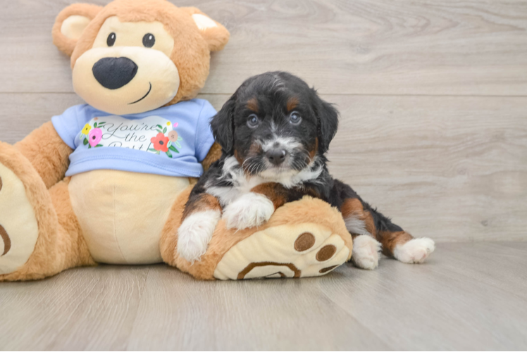 Best Mini Aussiedoodle Baby