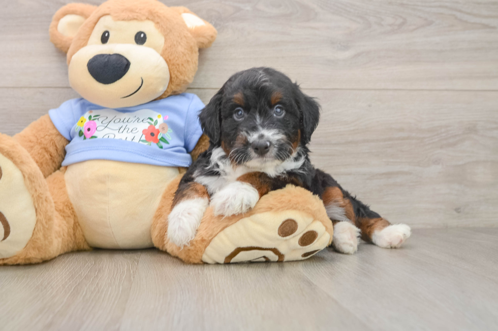 Best Mini Aussiedoodle Baby