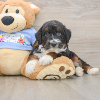 Best Mini Aussiedoodle Baby