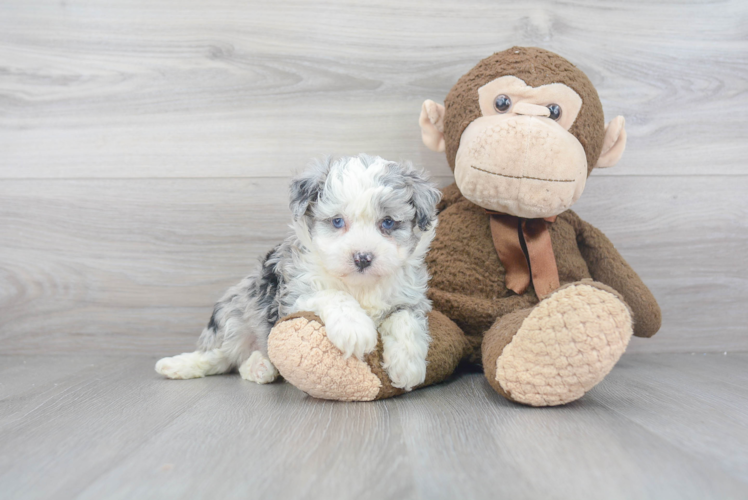 Mini Aussiedoodle Pup Being Cute