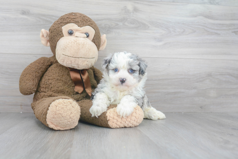 Best Mini Aussiedoodle Baby