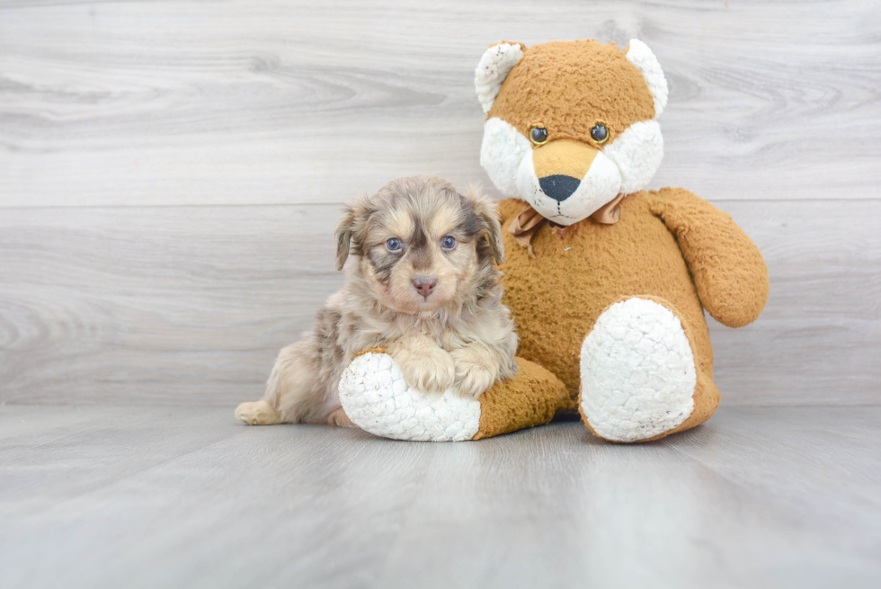 Cute Mini Aussiedoodle Baby