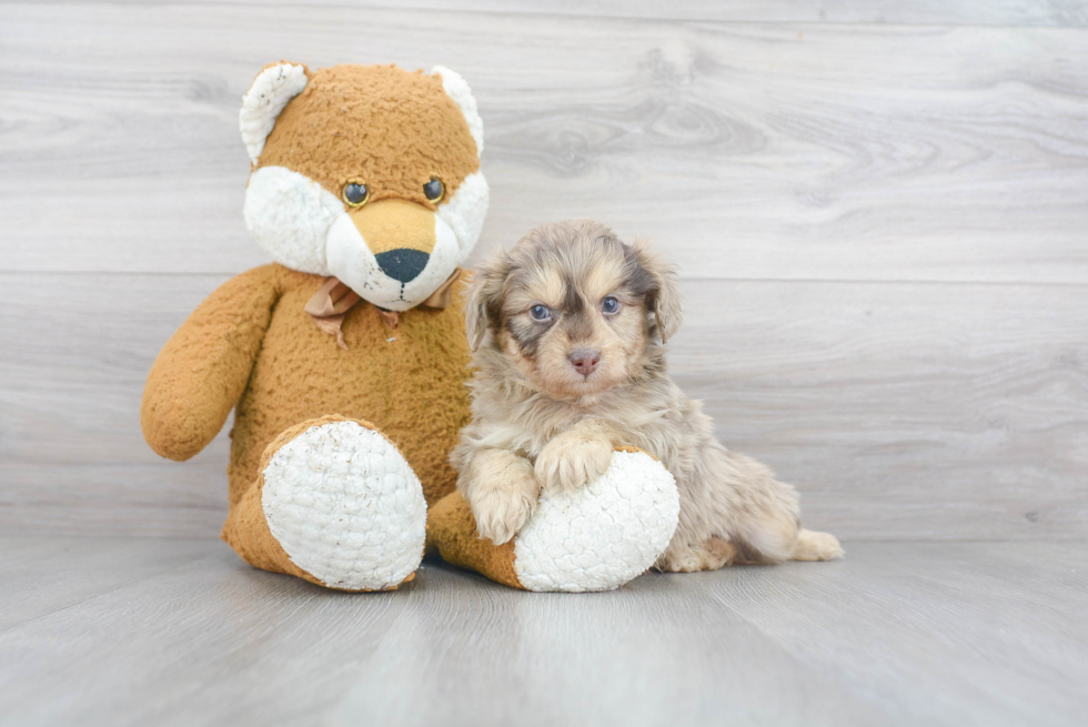 Mini Aussiedoodle Puppy for Adoption