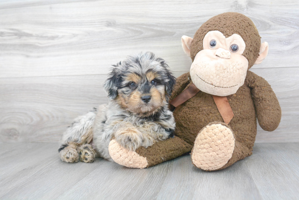 Fluffy Mini Aussiedoodle Poodle Mix Pup