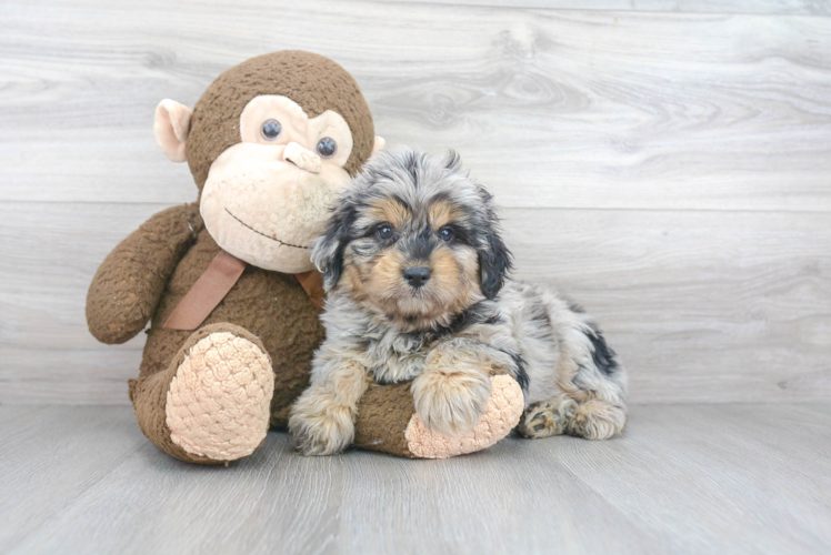 Playful Aussiepoo Poodle Mix Puppy