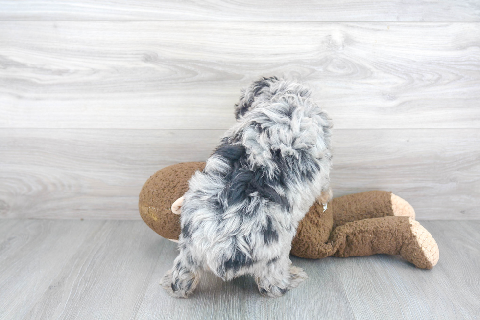 Mini Aussiedoodle Puppy for Adoption