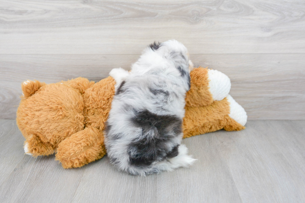 Friendly Mini Aussiedoodle Baby