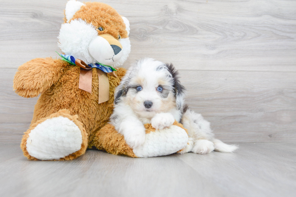 Funny Mini Aussiedoodle Poodle Mix Pup