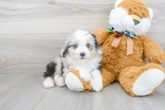 Energetic Aussiepoo Poodle Mix Puppy