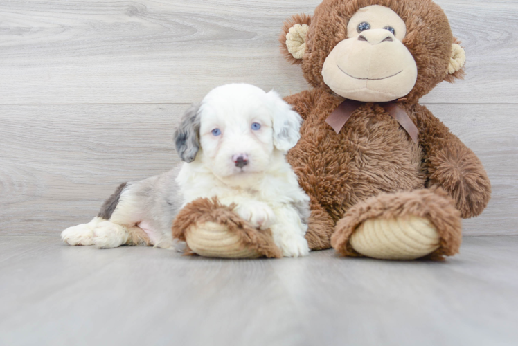 Mini Aussiedoodle Pup Being Cute