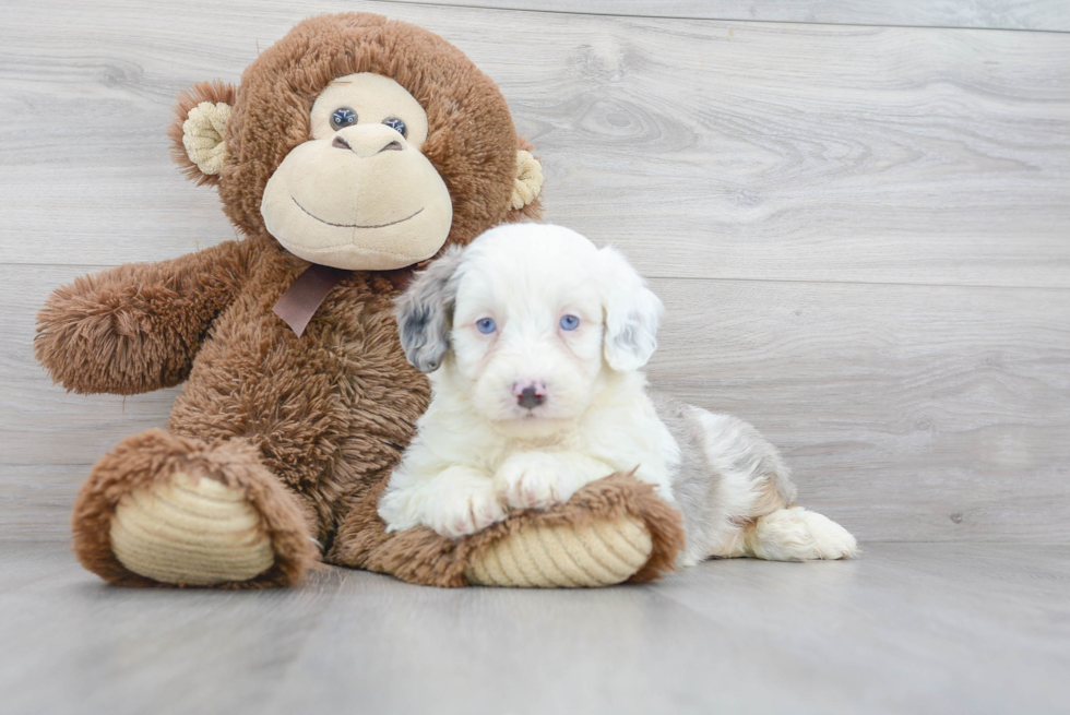 Sweet Mini Aussiedoodle Baby