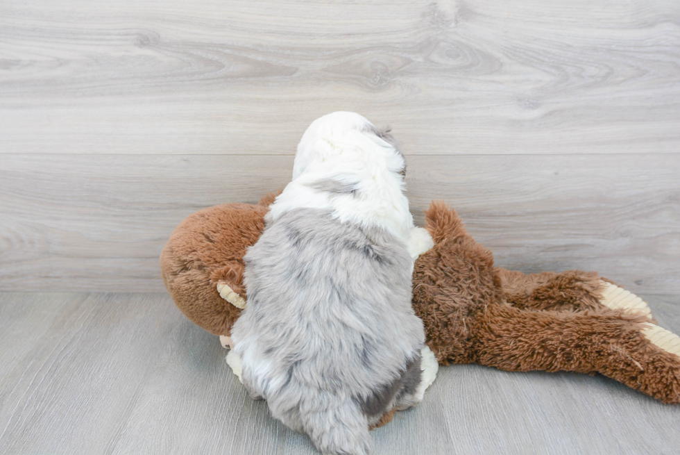 Friendly Mini Aussiedoodle Baby