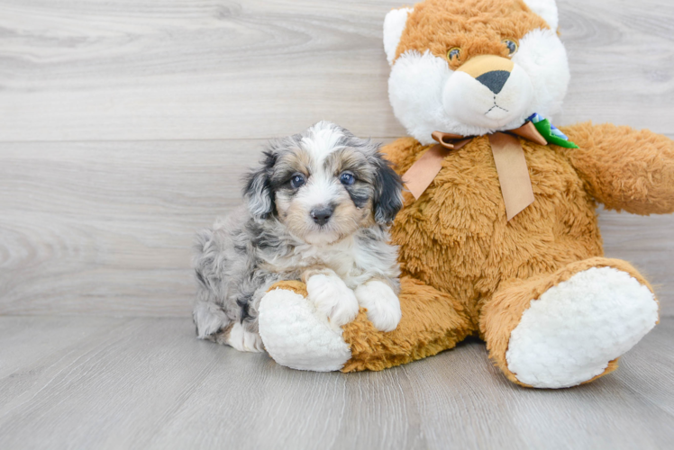 Fluffy Mini Aussiedoodle Poodle Mix Pup