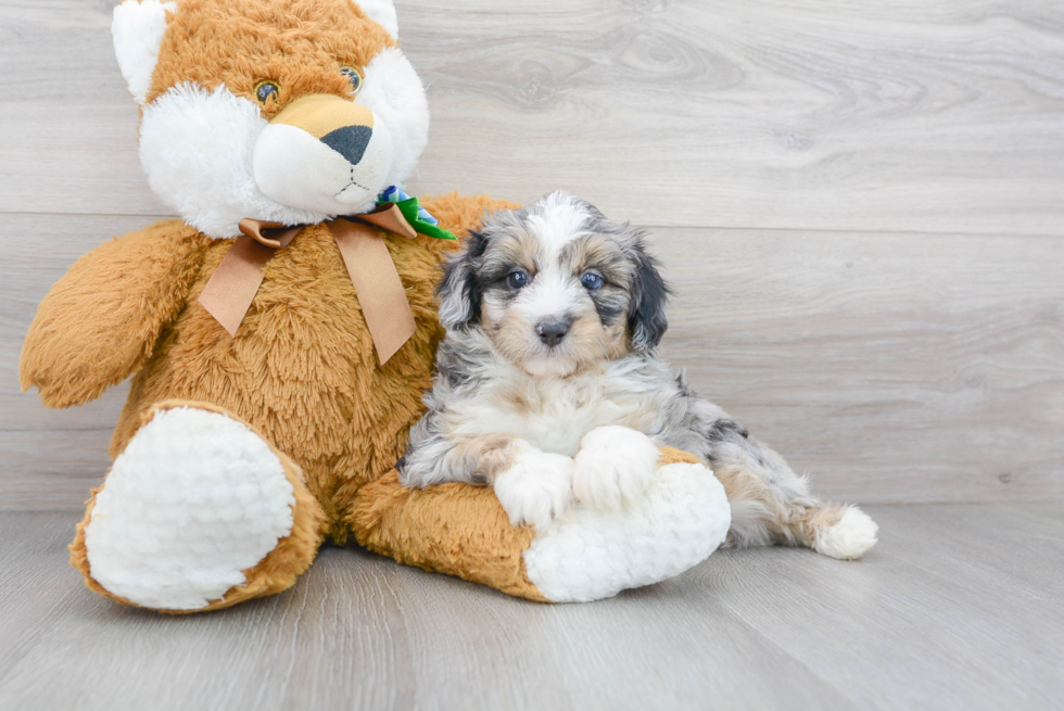 Petite Mini Aussiedoodle Poodle Mix Pup