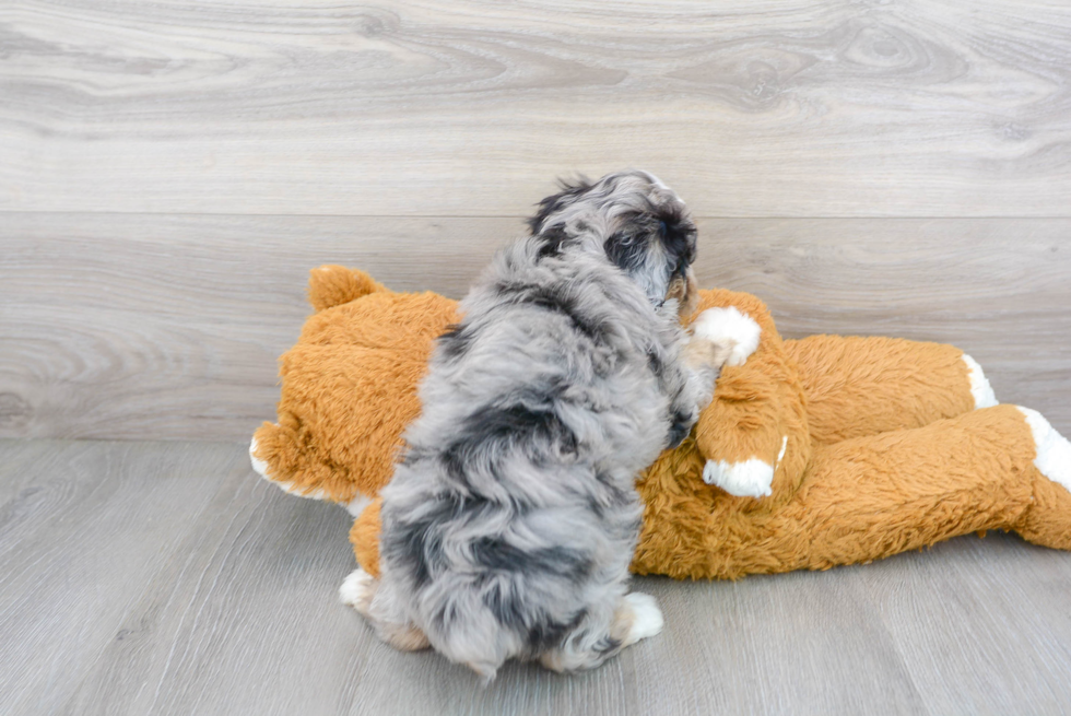 Mini Aussiedoodle Pup Being Cute