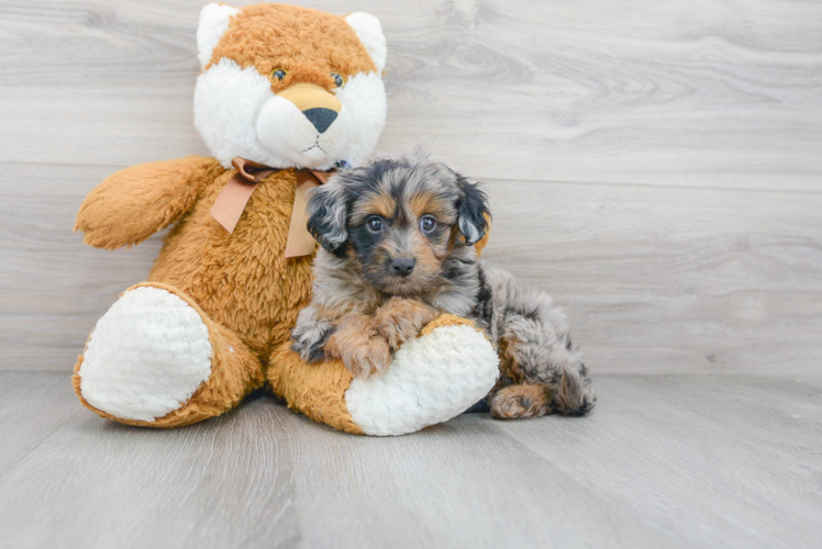 Energetic Aussiepoo Poodle Mix Puppy