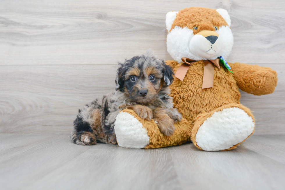 Fluffy Mini Aussiedoodle Poodle Mix Pup