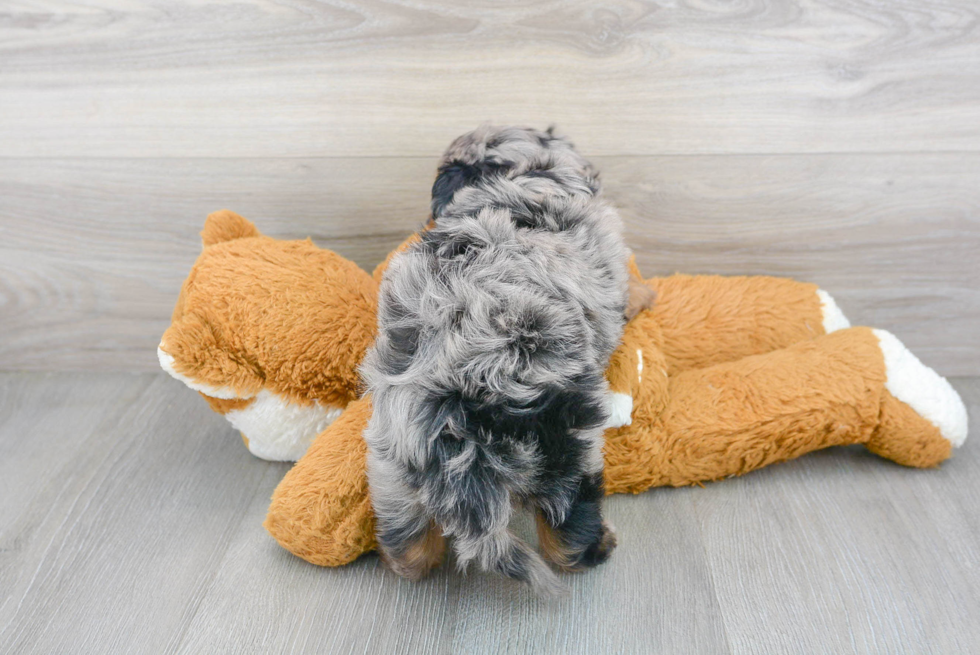 Cute Mini Aussiedoodle Baby