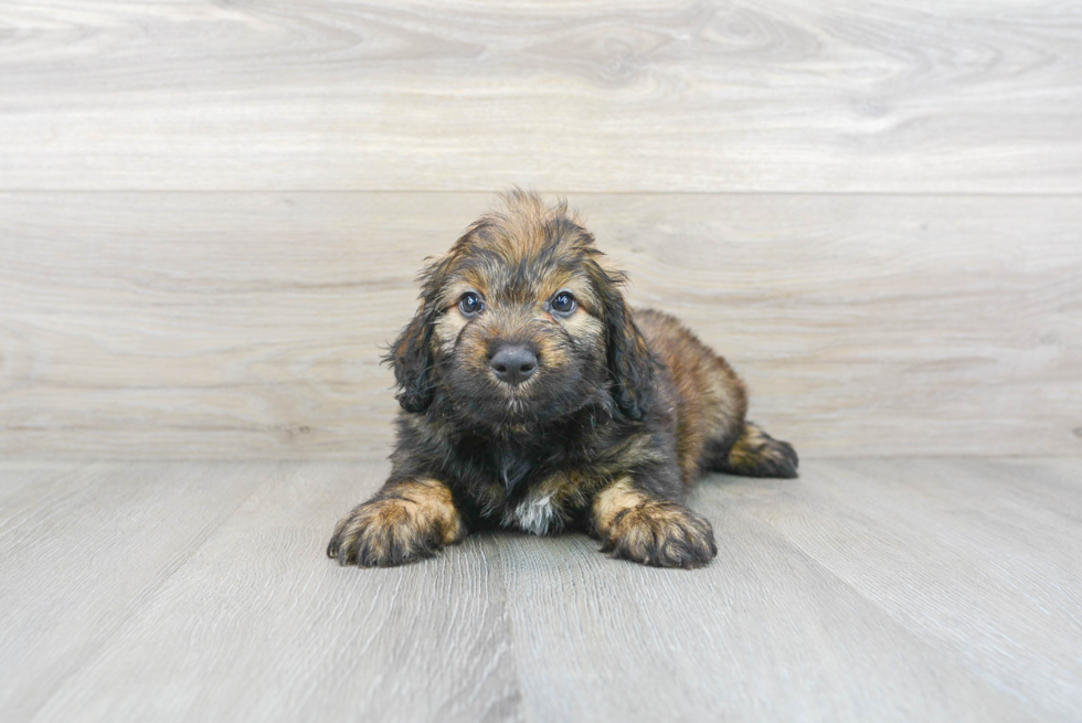 Little Aussiepoo Poodle Mix Puppy