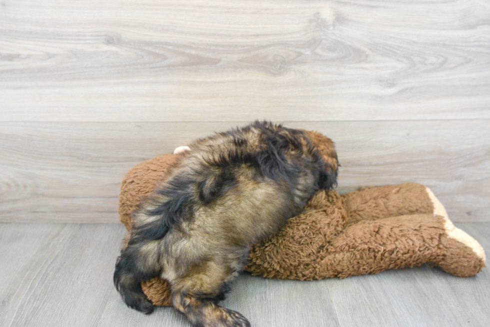 Mini Aussiedoodle Pup Being Cute