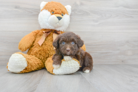 Mini Aussiedoodle Puppy for Adoption