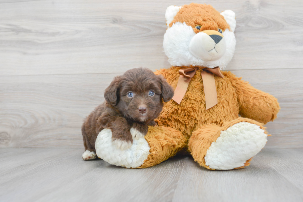 Funny Mini Aussiedoodle Poodle Mix Pup