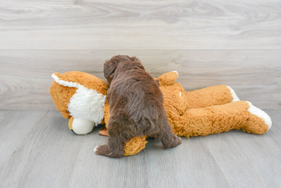 Mini Aussiedoodle Pup Being Cute