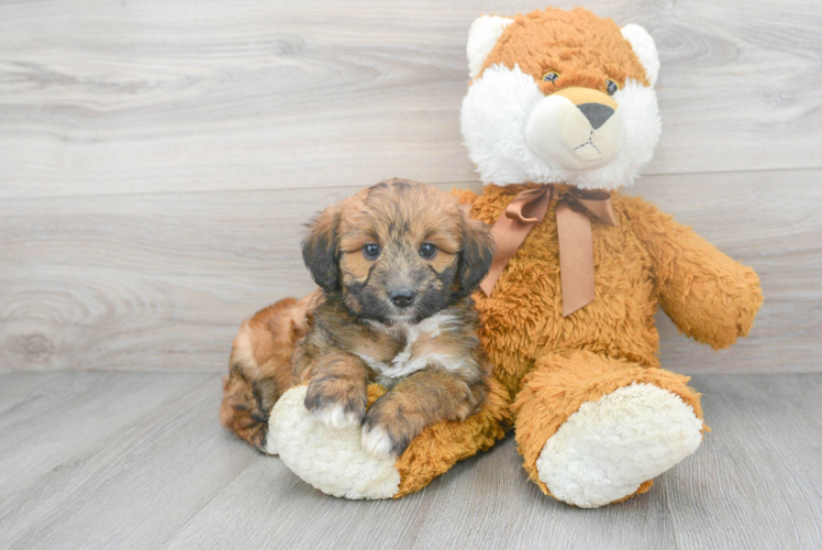 Best Mini Aussiedoodle Baby