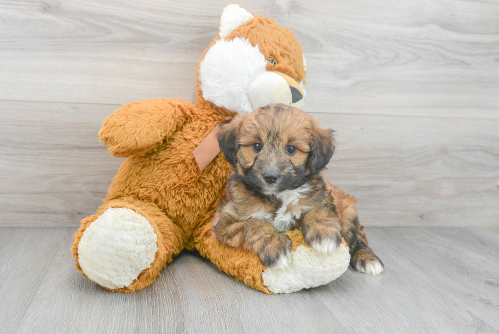 Happy Mini Aussiedoodle Baby