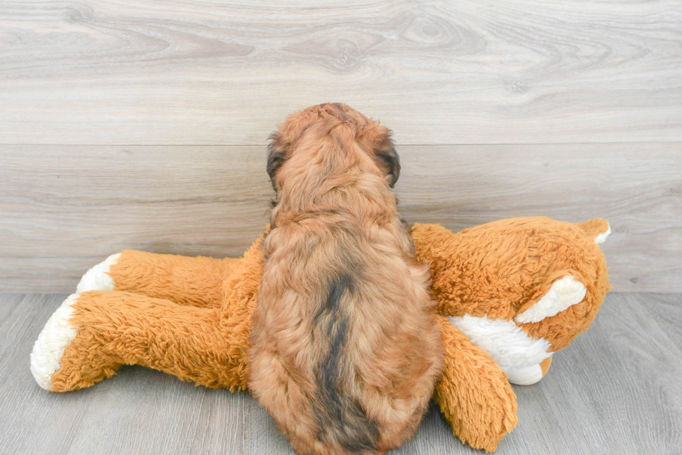 Cute Mini Aussiedoodle Baby