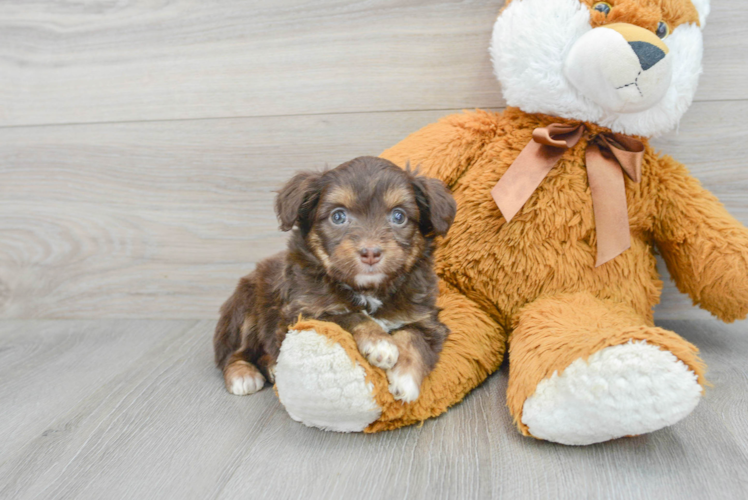 Adorable Aussiepoo Poodle Mix Puppy