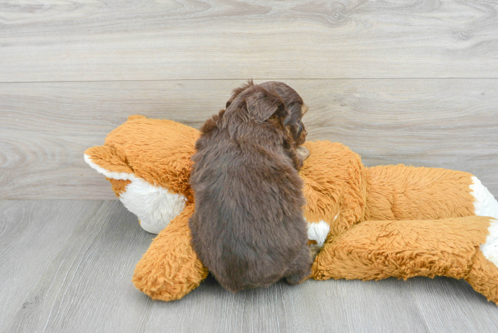 Mini Aussiedoodle Pup Being Cute