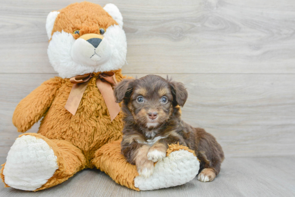 Funny Mini Aussiedoodle Poodle Mix Pup