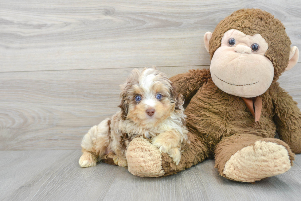 Friendly Mini Aussiedoodle Baby