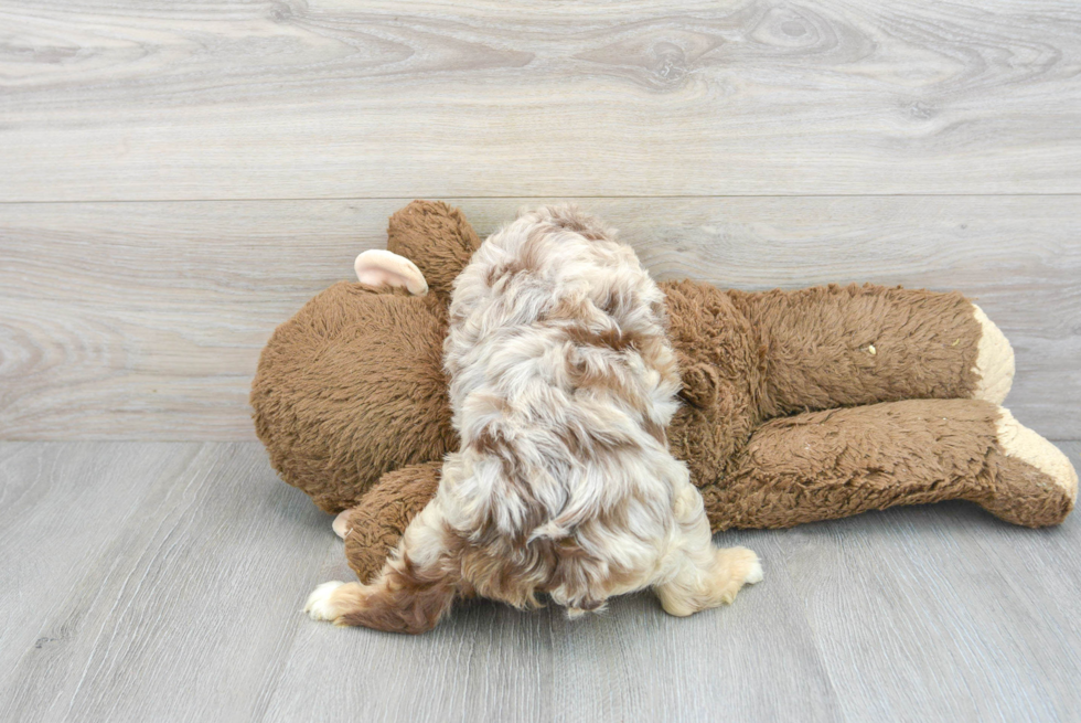 Mini Aussiedoodle Puppy for Adoption