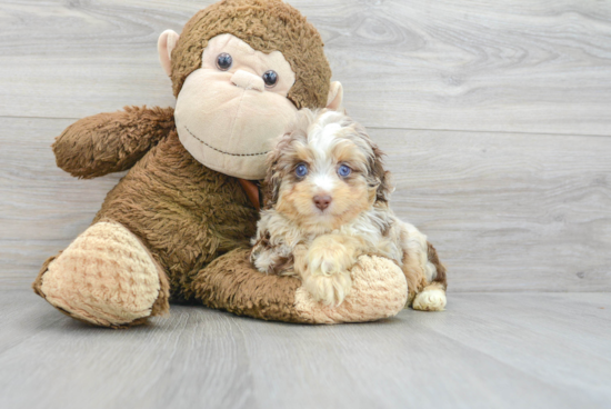 Best Mini Aussiedoodle Baby