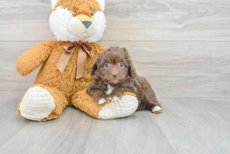 Happy Mini Aussiedoodle Baby