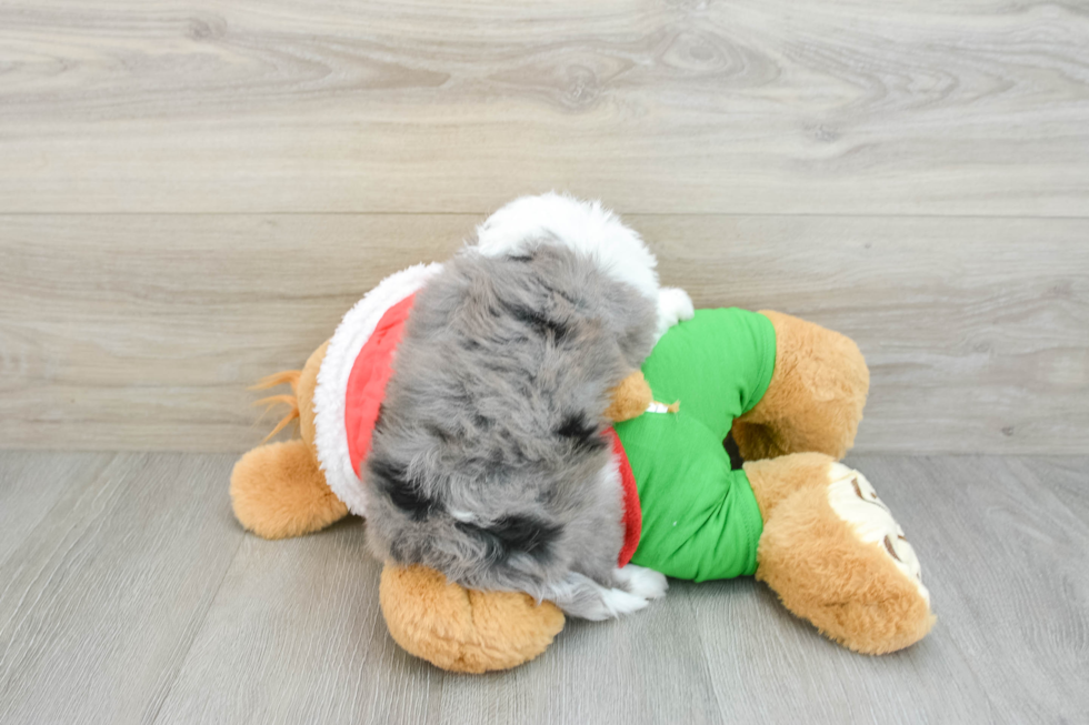 Smart Mini Aussiedoodle Poodle Mix Pup