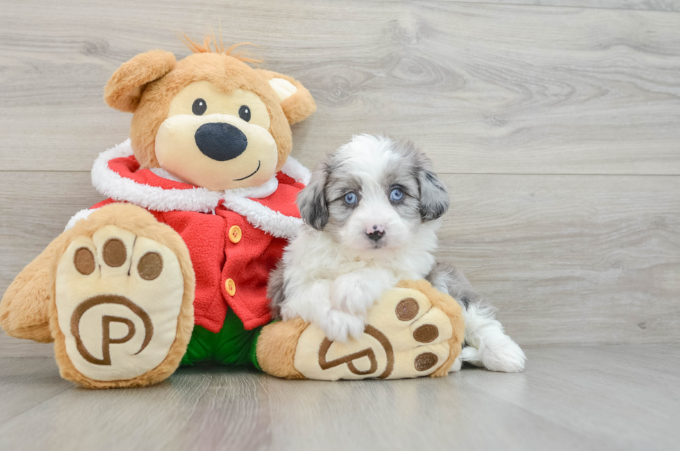 5 week old Mini Aussiedoodle Puppy For Sale - Premier Pups