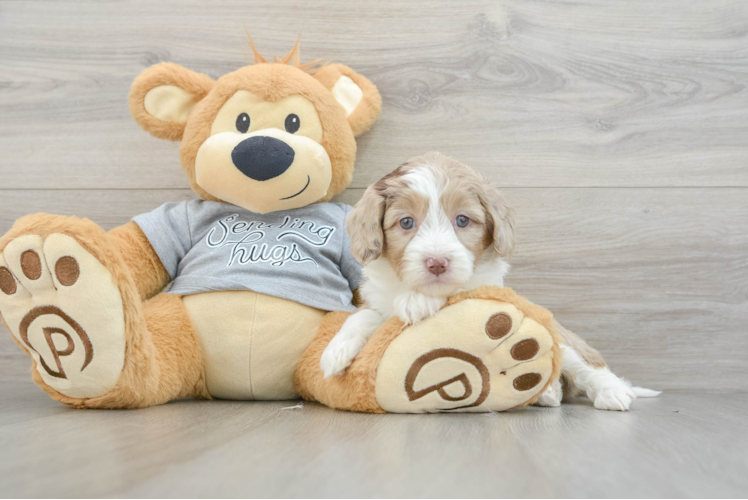 Mini Aussiedoodle Pup Being Cute