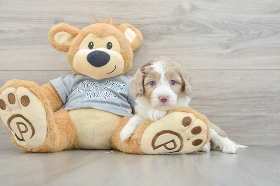 5 week old Mini Aussiedoodle Puppy For Sale - Premier Pups