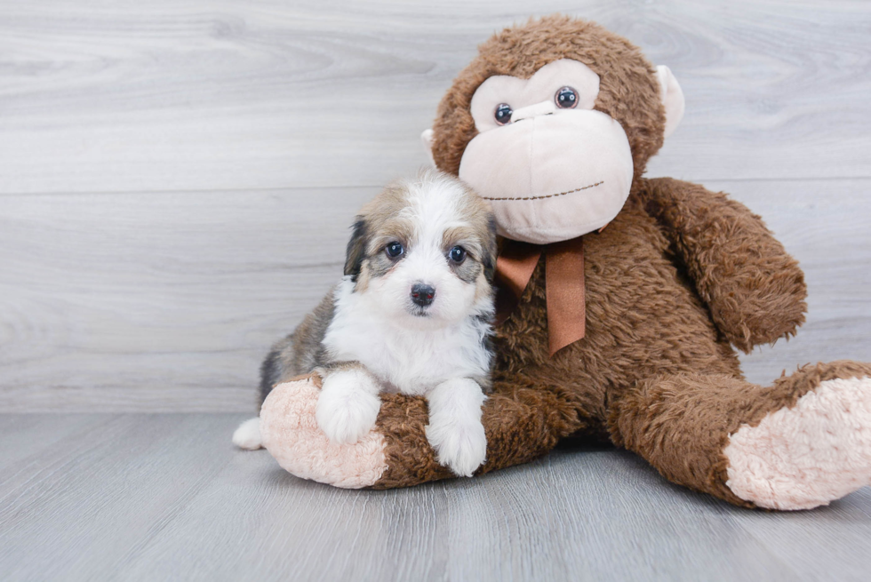 Mini Aussiedoodle Puppy for Adoption