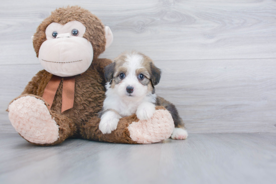 Mini Aussiedoodle Pup Being Cute