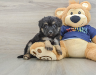 8 week old Mini Aussiedoodle Puppy For Sale - Premier Pups
