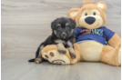 Small Mini Aussiedoodle Baby