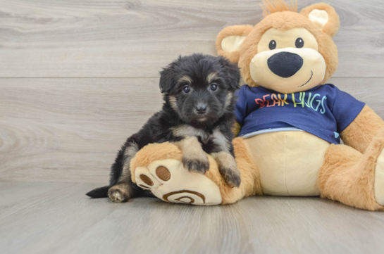 Small Mini Aussiedoodle Baby