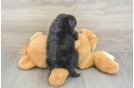 Smart Mini Aussiedoodle Poodle Mix Pup